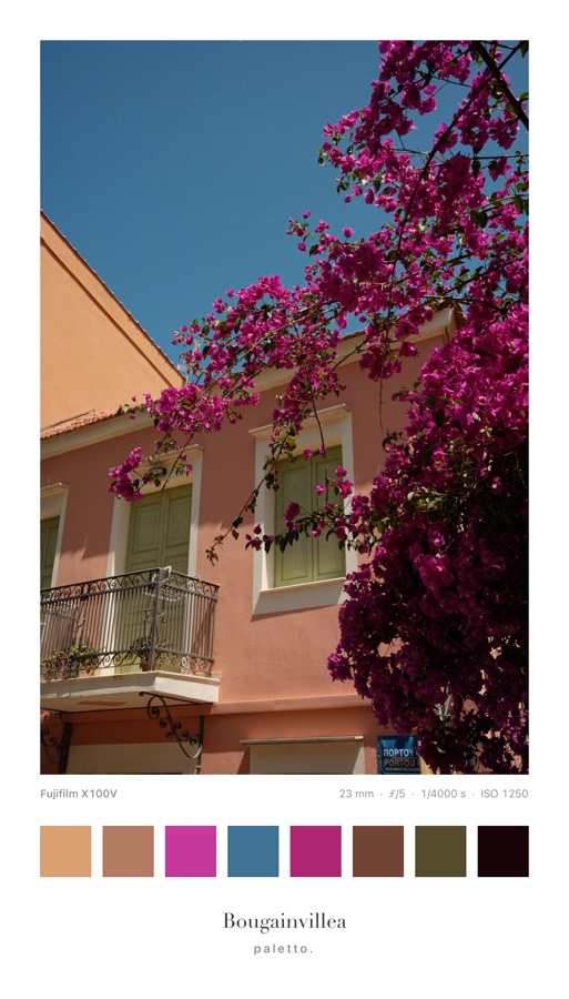 Pink house with bougainvillea, eight square color blocks and the caption Bougainvillea