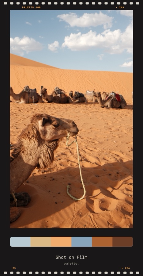 Camel in the Sahara in a film-strip frame