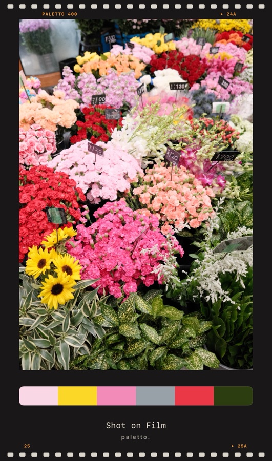 Flowers in a film-strip frame